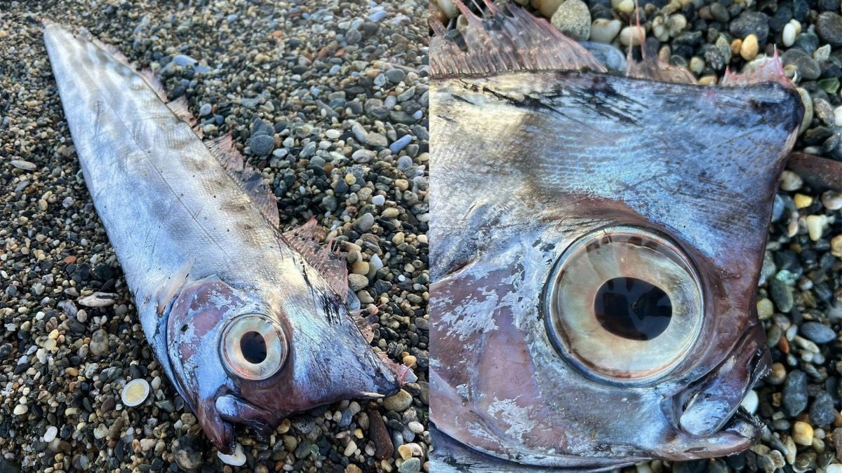 Il pesce liocorno spiaggiato a Milazzo. Credit: Carmelo Isgrò