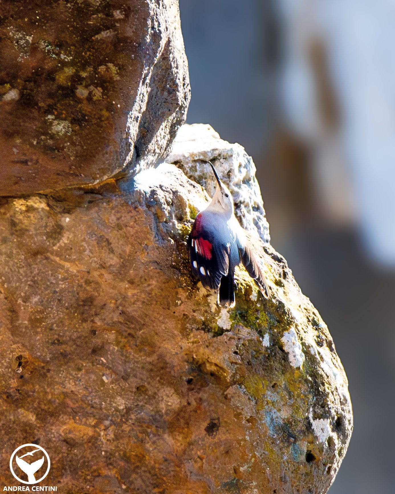 Picchio muraiolo. Credit: Andrea Centini
