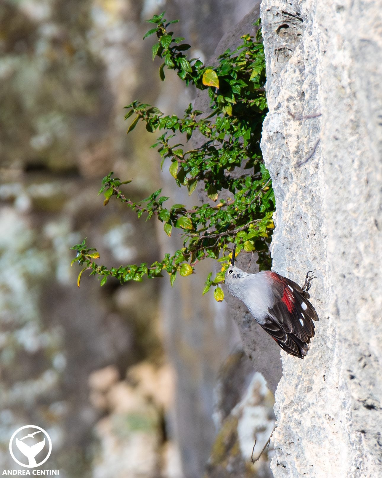 Picchio muraiolo. Credit: Andrea Centini