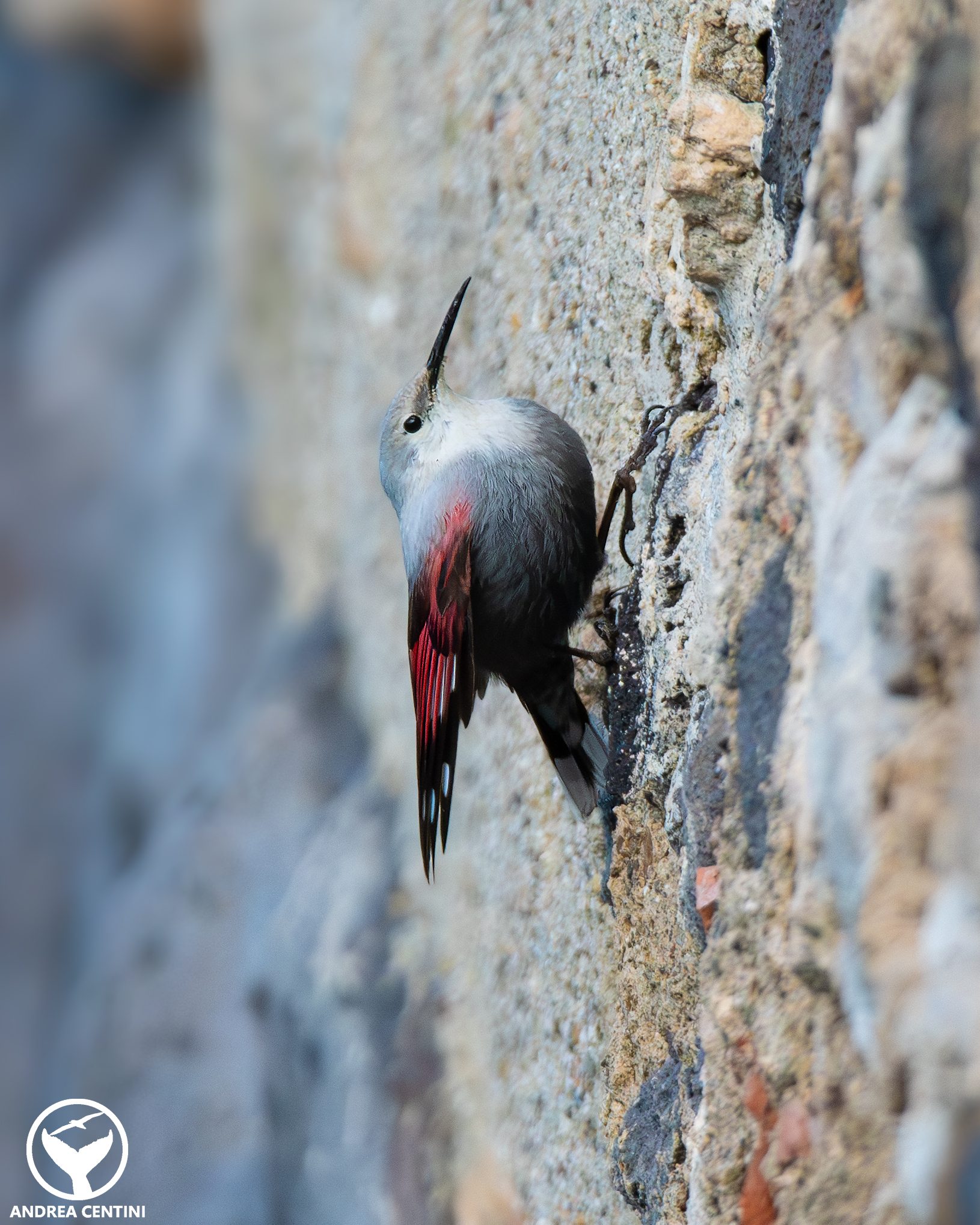 Picchio muraiolo. Credit: Andrea Centini