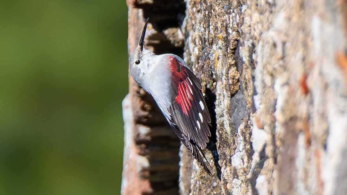 Picchio muraiolo. Credit: Andrea Centini