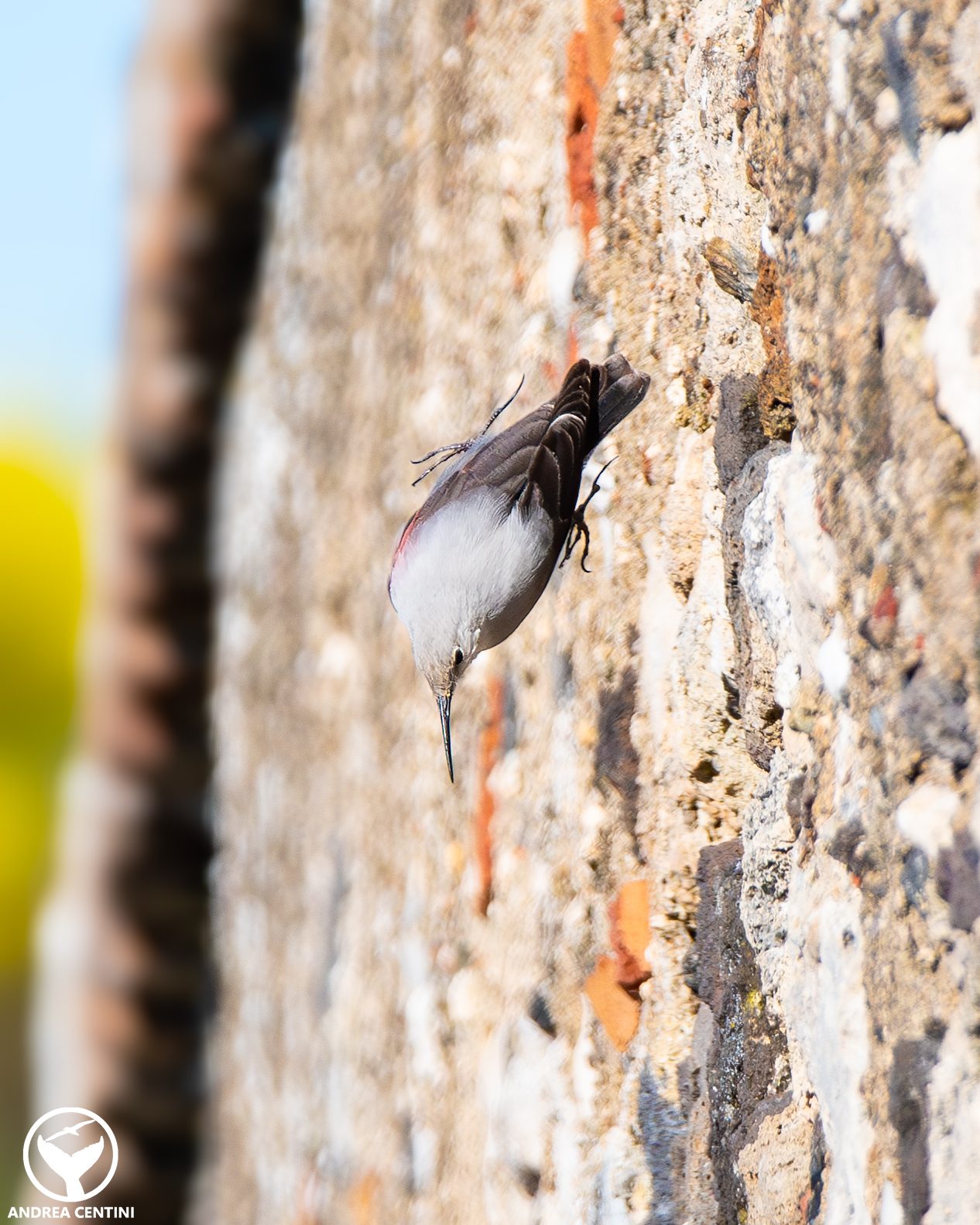 Picchio muraiolo. Credit: Andrea Centini