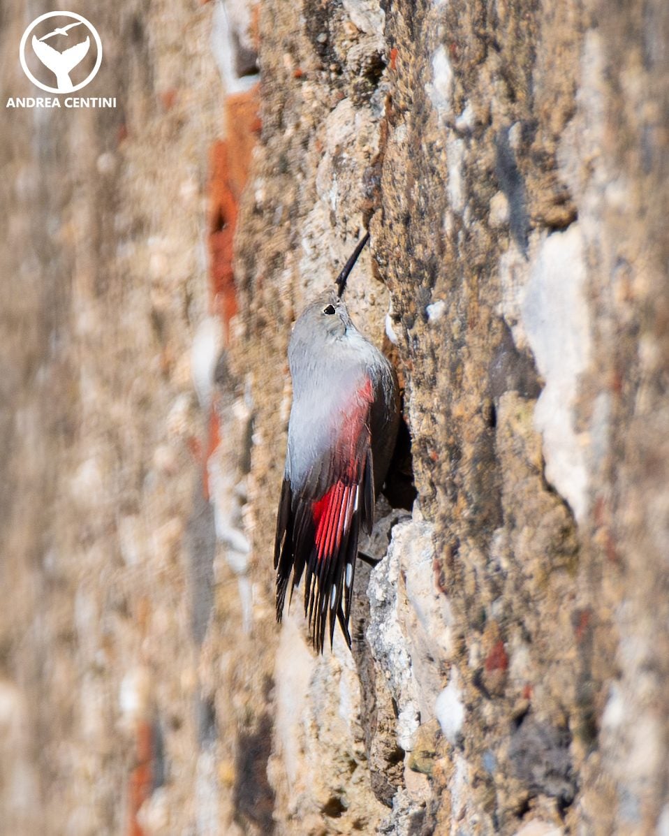 Picchio muraiolo. Credit: Andrea Centini