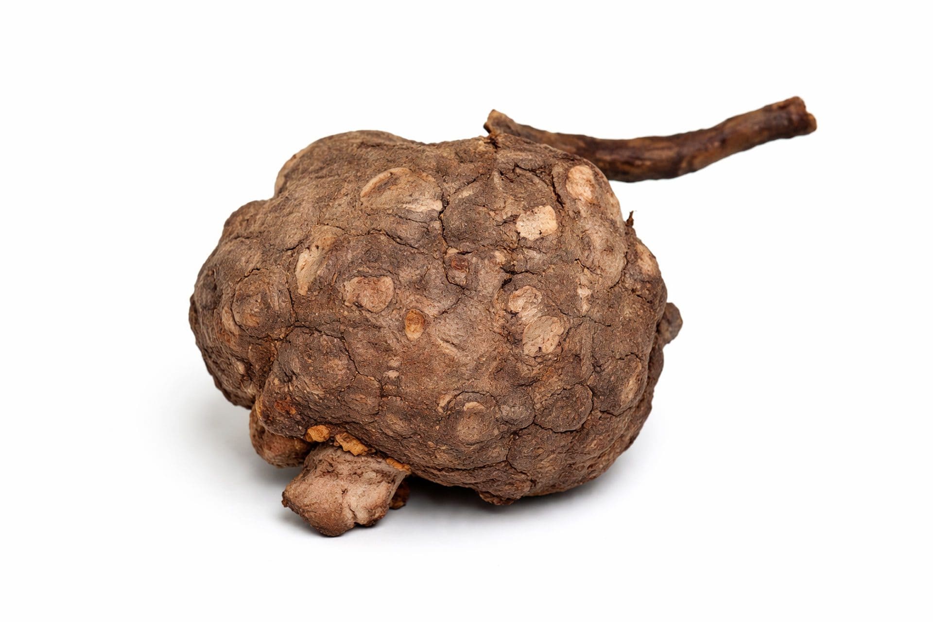 Radice di Polygonum multiflorum, pianta utilizzata da secoli nella medicina tradizionale cinese / Credit: Journal of Holistic Integrative Pharmacy 2026