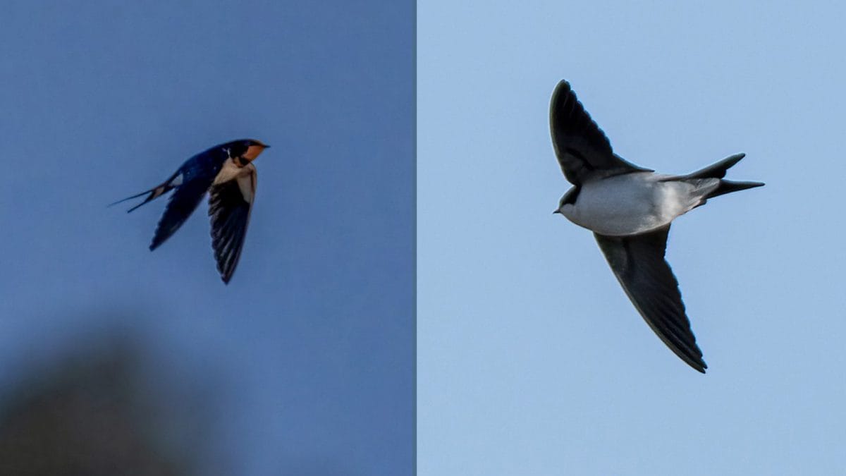 A sinistra una rondine comune, a destra un balestruccio. Entrambi fotografati il 15 febbraio 2026 al Parco Nazionale del Circeo. Credit: Sandro Allegretti