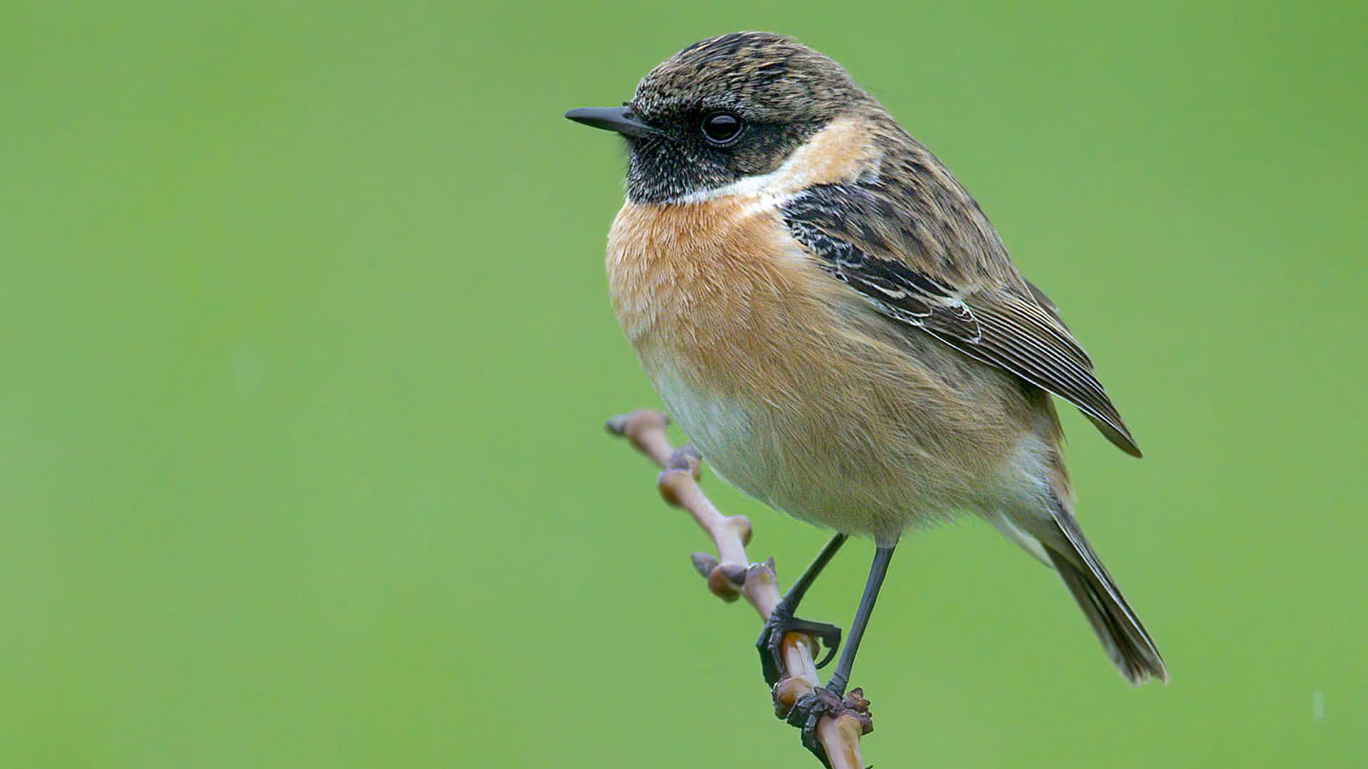 "Stanno sparendo": i drammatici dati della Lipu sugli uccelli selvatici nelle zone agricole d'Italia