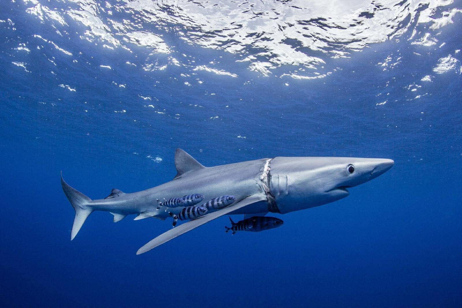 La verdesca salvata nell’Oceano Atlantico. Credit: Martijn Shouten