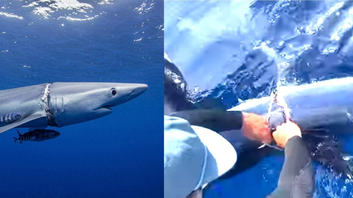 A sinistra lo squalo azzurro con l’orribile ferita provocata dalla cinghia di plastica. A destra il coraggioso salvataggio. Credit: Martijn Schouten/Ricardo Ventura