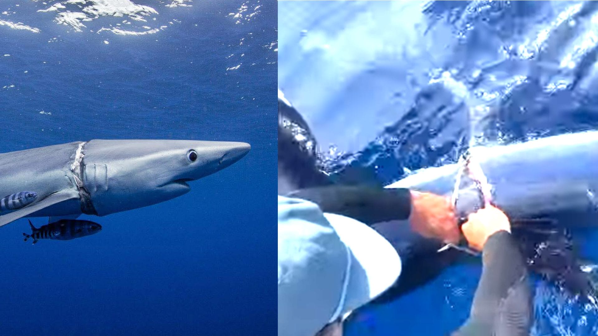 Salvano “a mano” uno squalo orribilmente ferito dalla plastica: il video del coraggioso intervento