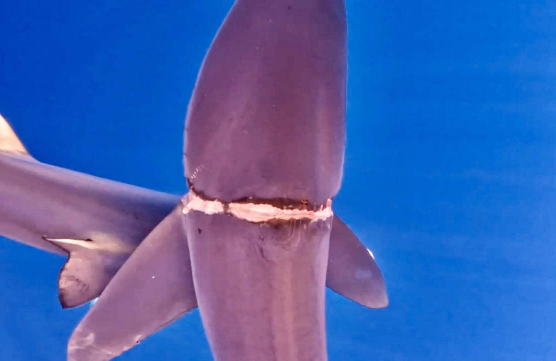 La profonda ferita circolare attorno alla sfortunata verdesca. Credit: Ricardo Ventura