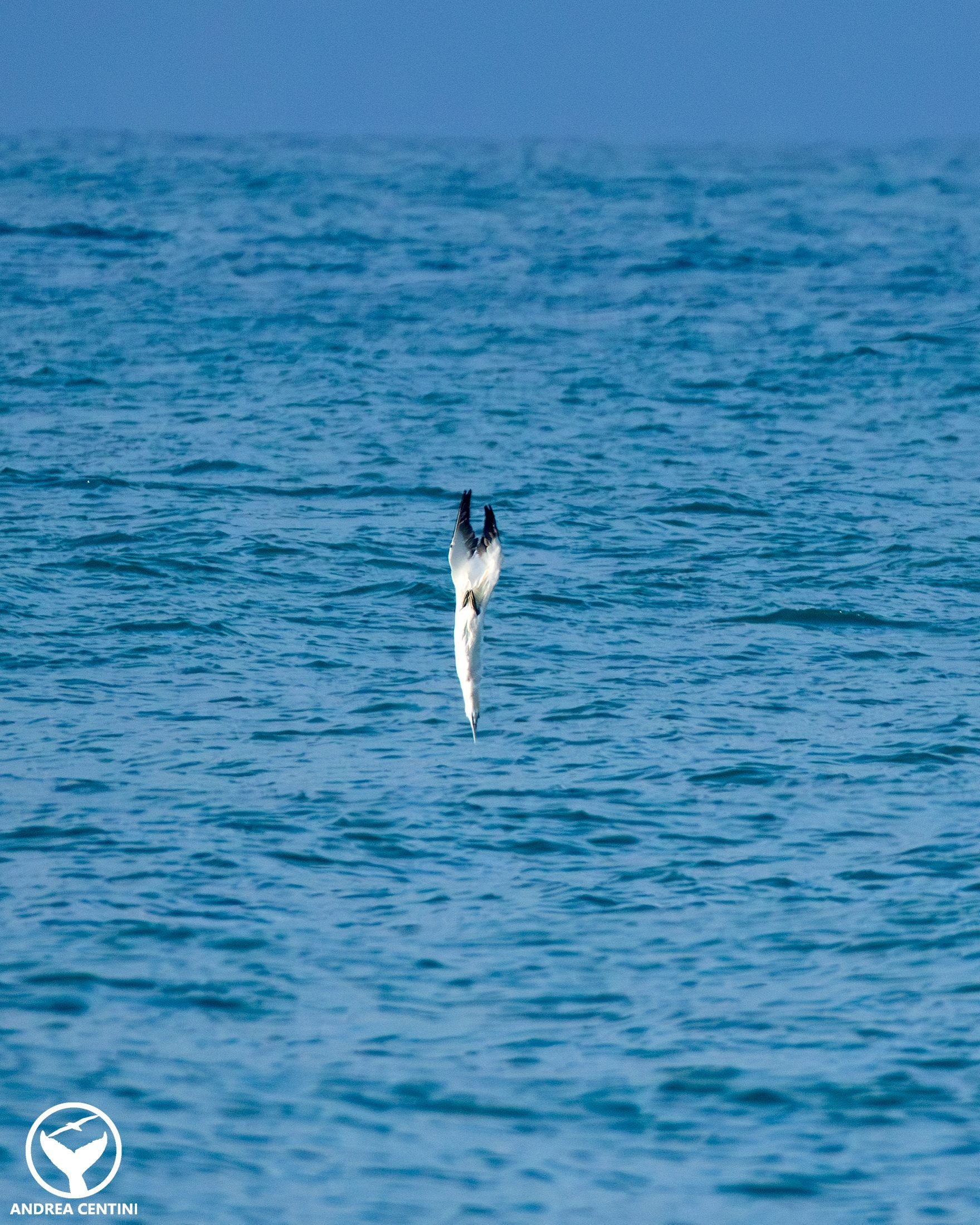 Sula. Credit: Andrea Centini