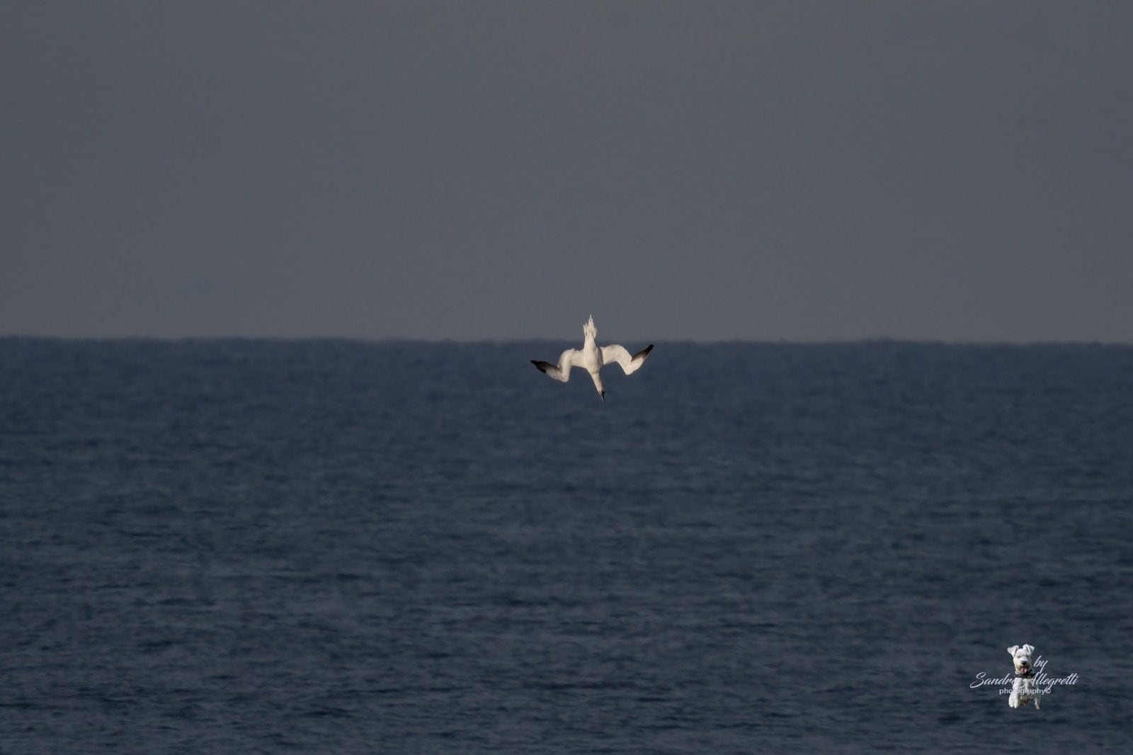 Sula. Credit: Sandro Allegretti