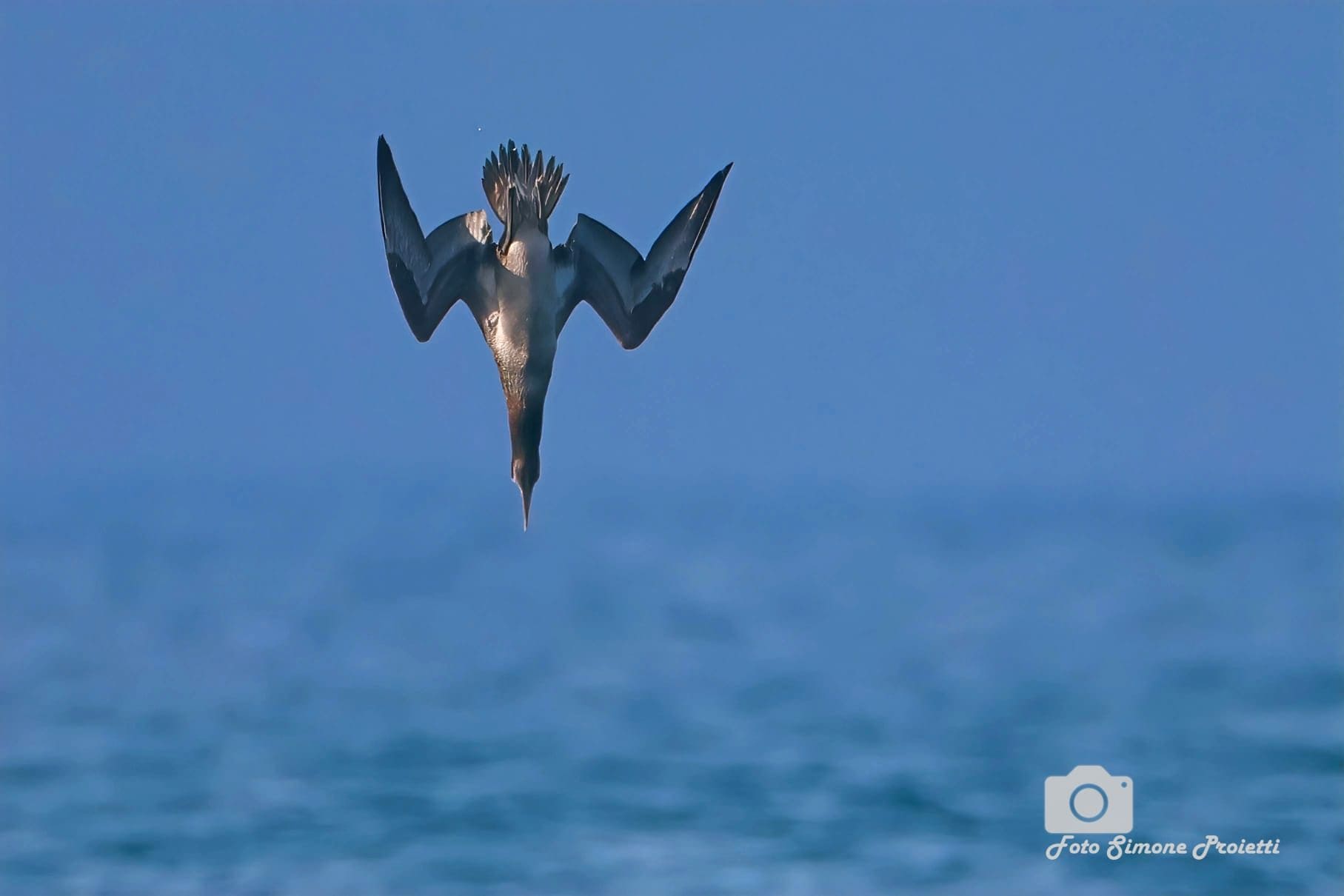 Giovane sula. Credit: Simone Proietti