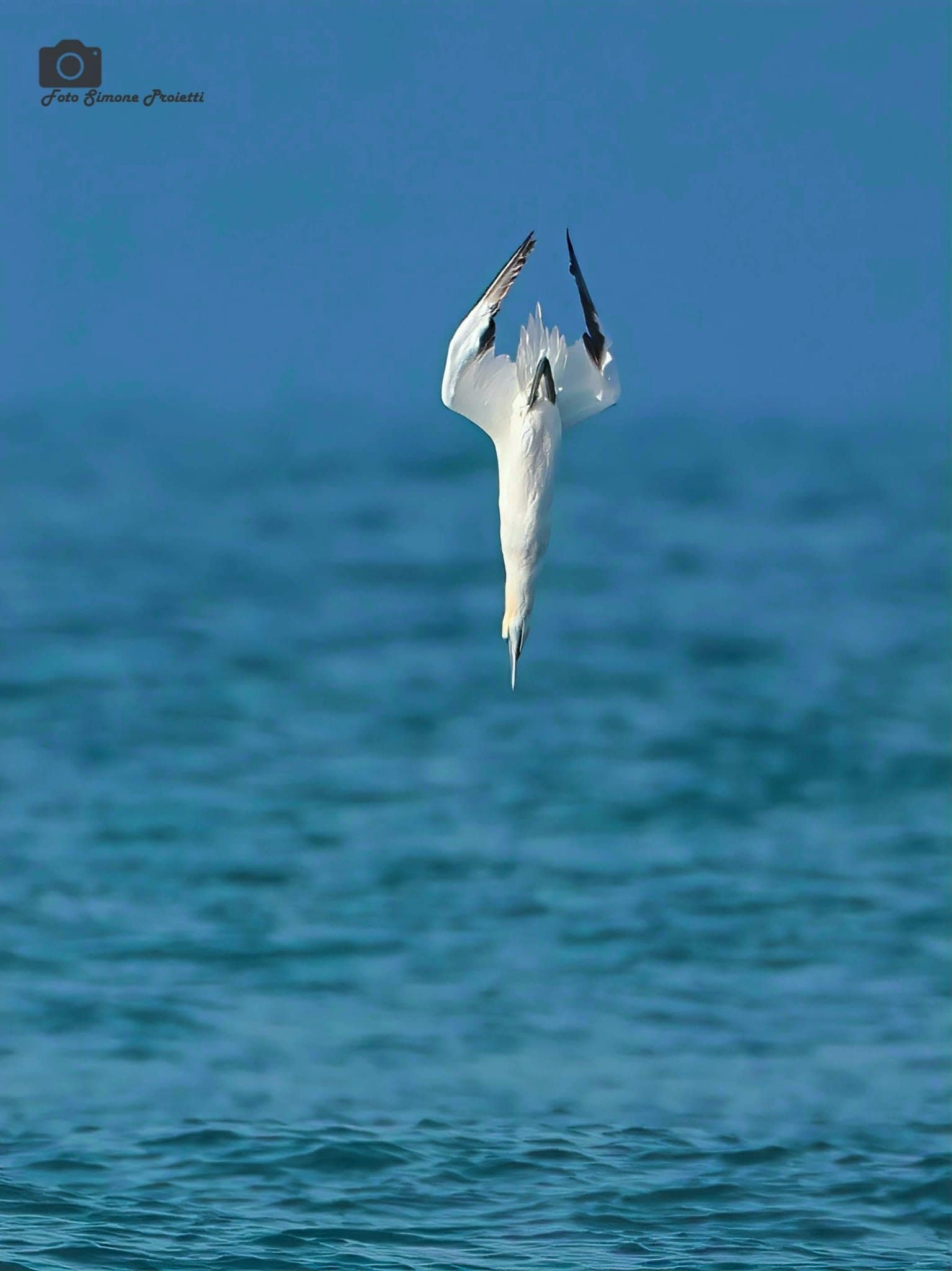 Sula. Credit: Simone Proietti