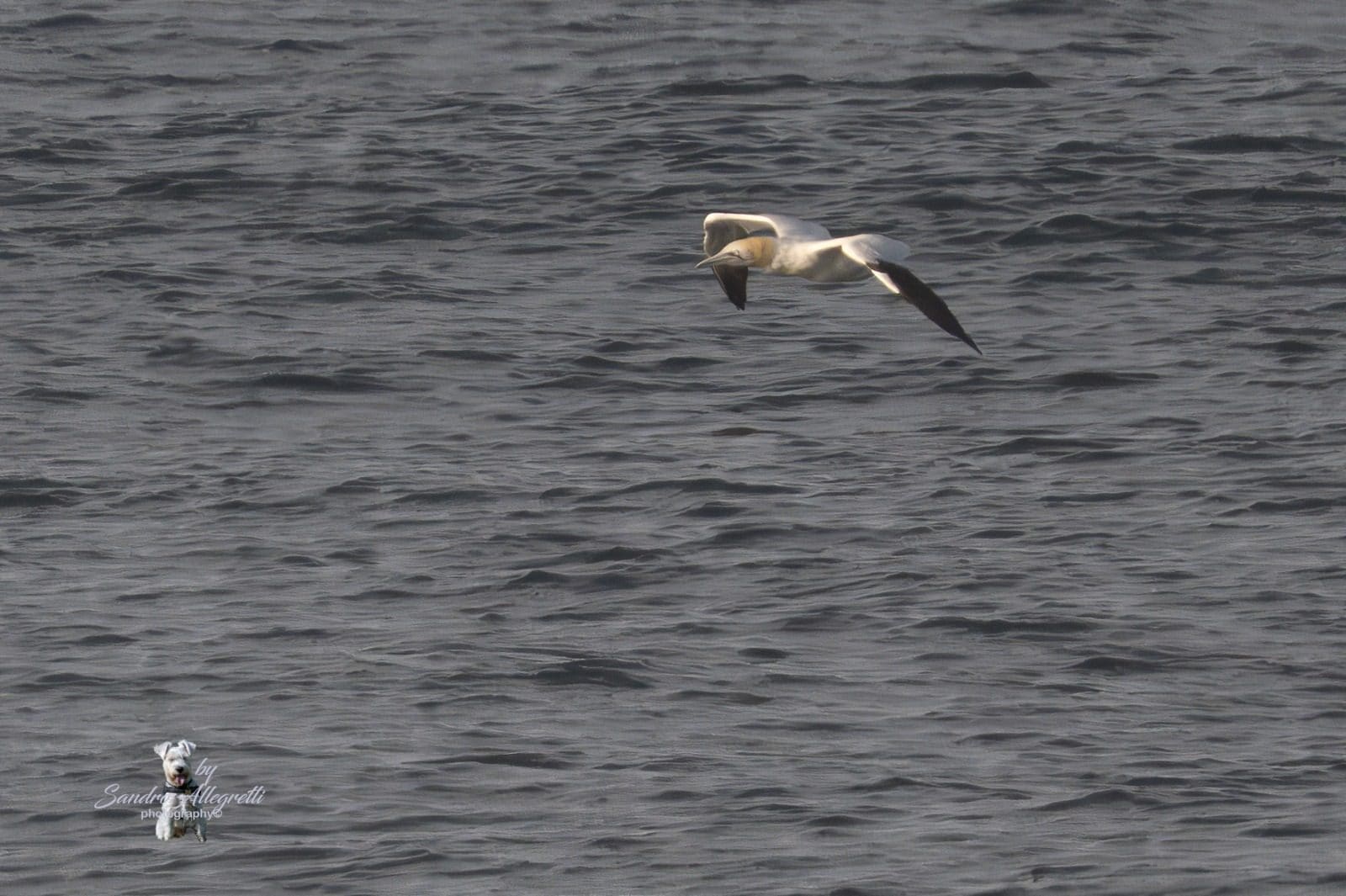 Sula. Sandro Allegretti