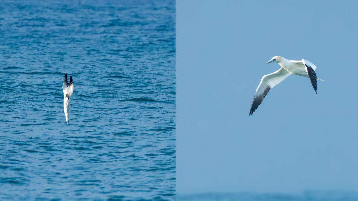 Sule. Credit: Andrea Centini