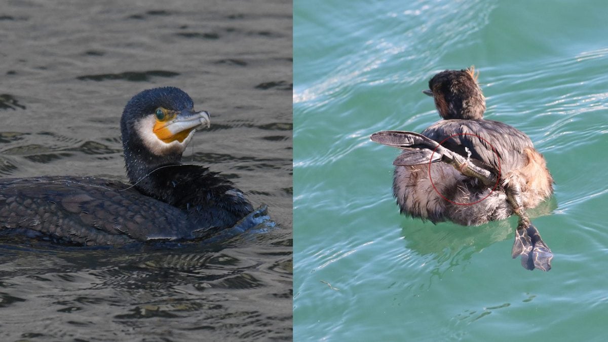 A sinistra un cormorano, a destra uno svasso piccolo. Entrambi con lenza. Credit: Gabriella Motta / Gianni Lucchi