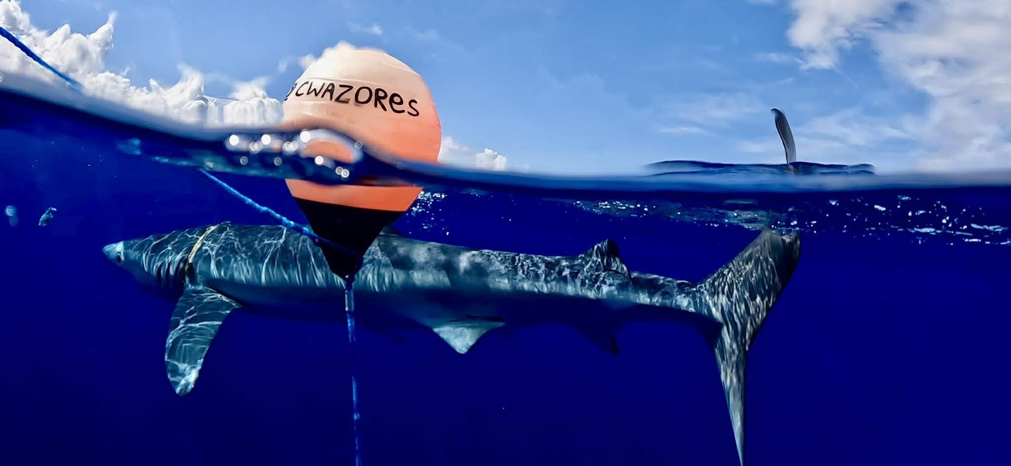 Lo squalo salvato sotto la superficie dell’acqua. Credit: Ricardo Ventura