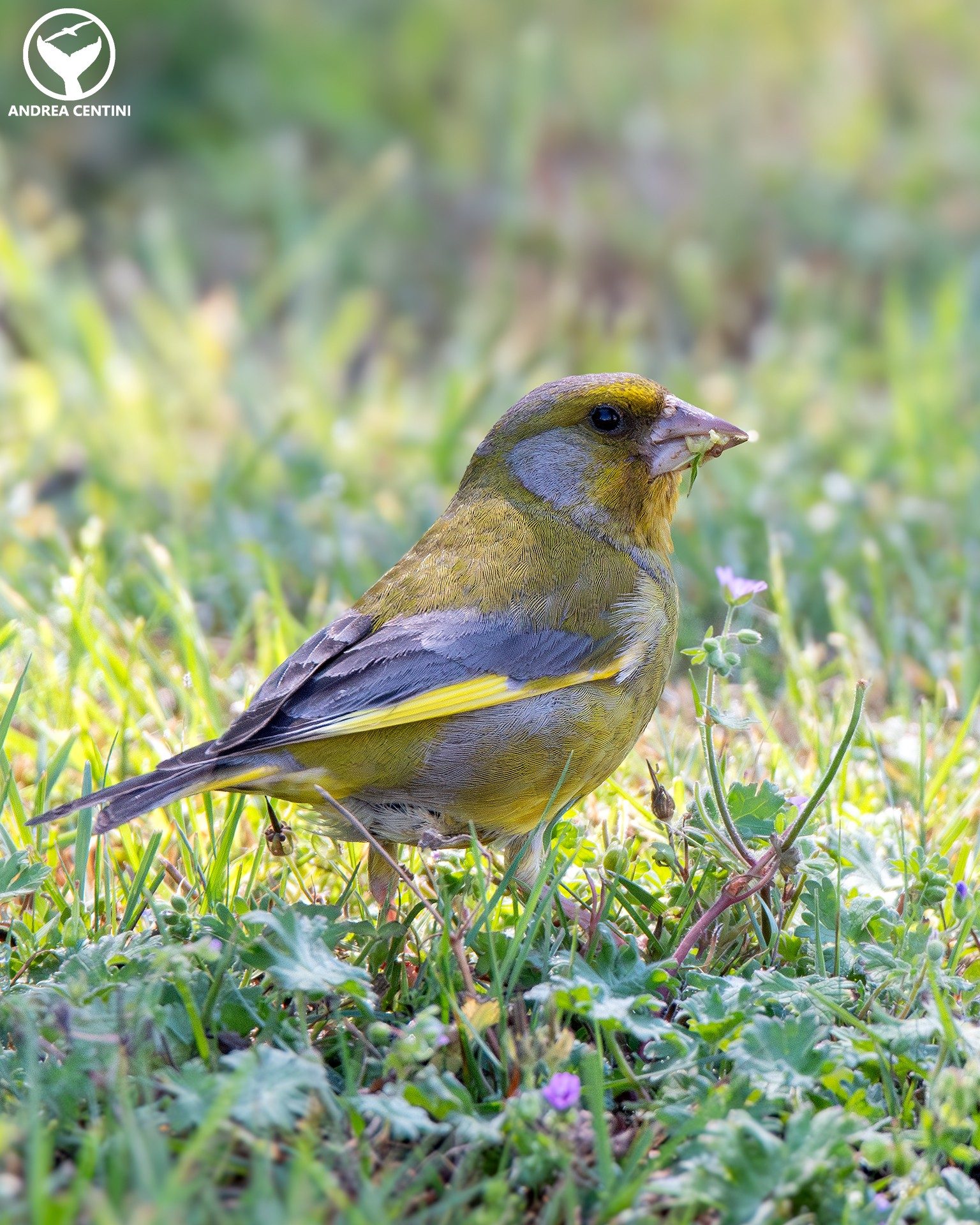 Verdone. Credit: Andrea Centini