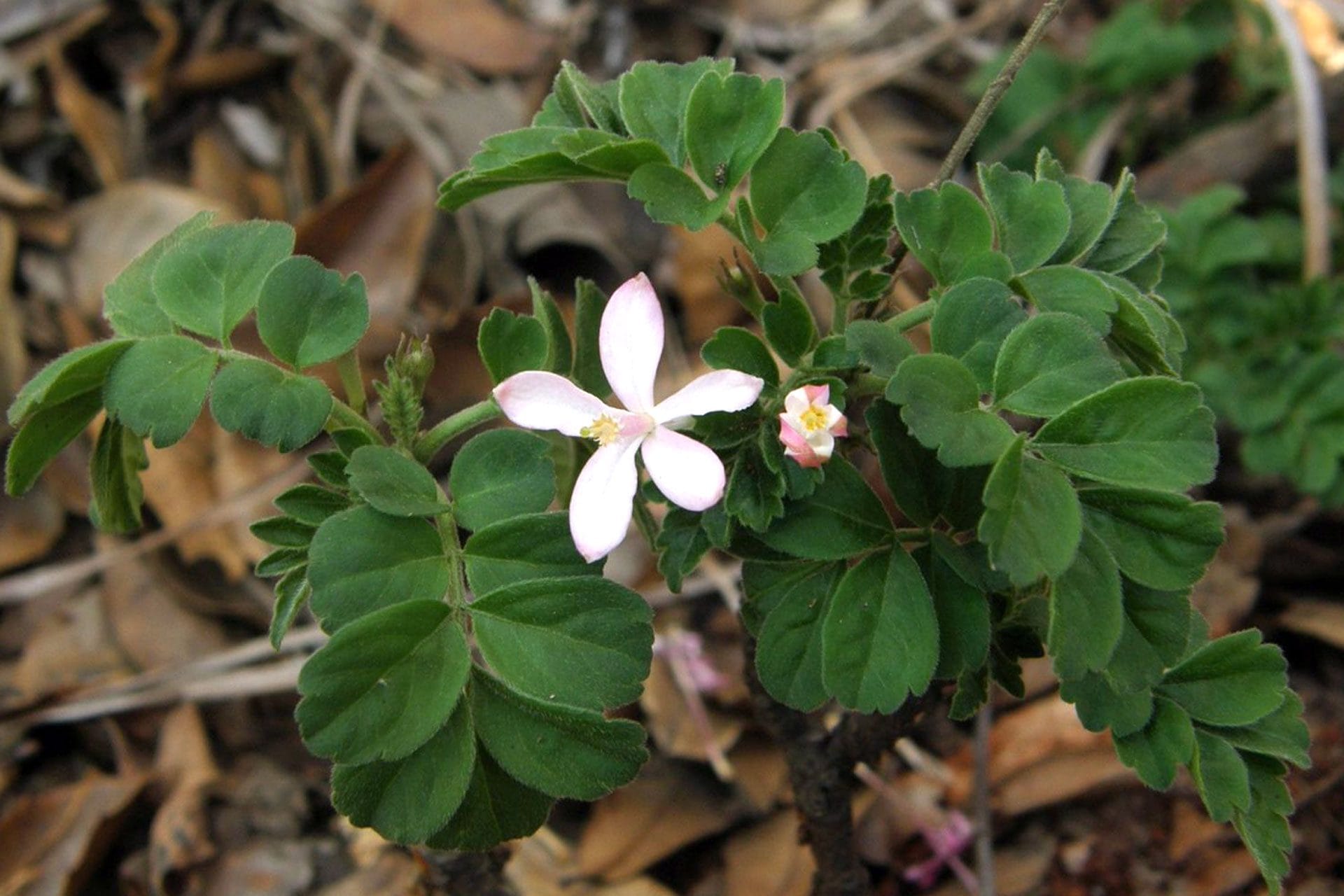 Munronia henryi è una pianta nota nella medicina tradizionale cinese e fonte dei limonoidi da cui è stato isolato DHL–11, la molecola studiata contro il tumore al seno triplo negativo. Credit: Royal Botanic Gardens, Kew