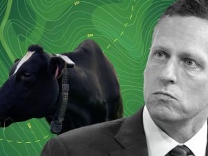 I nuovi investimenti di Peter Thiel: due miliardi di dollari sui collari per mucche gestiti dall’IA