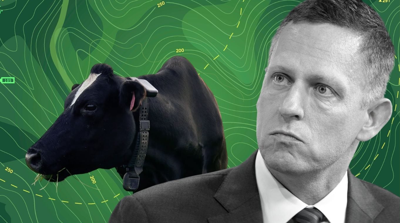 I nuovi investimenti di Peter Thiel: due miliardi di dollari sui collari per mucche gestiti dall'IA