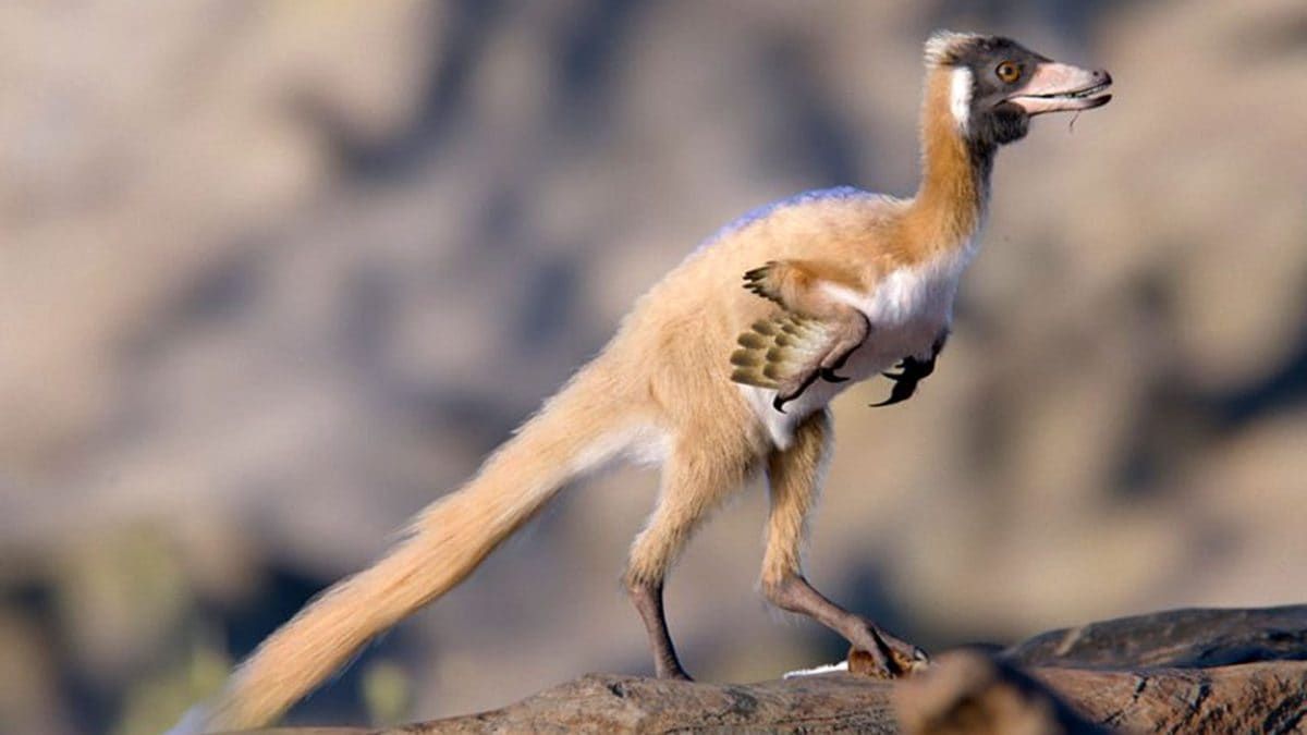 Ricostruzione di Alnashetri cerropoliciensis, piccolo dinosauro simile a un uccello, del gruppo degli alvarezsauri. Credit: Gabriel Díaz Yantén / Universidad Nacional de Río Negro.