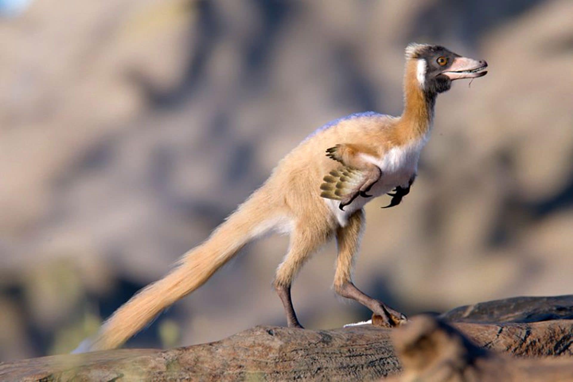 In Argentina uno dei dinosauri più piccoli mai scoperti: pesava meno di 1 chilo