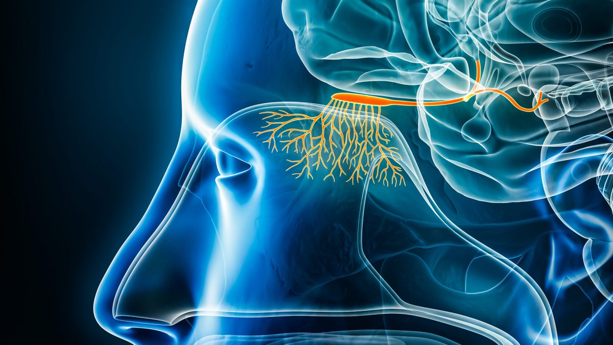 Illustrazione del sistema olfattivo collegato al cervello, al centro degli studi che cercano segnali precoci dell’Alzheimer.