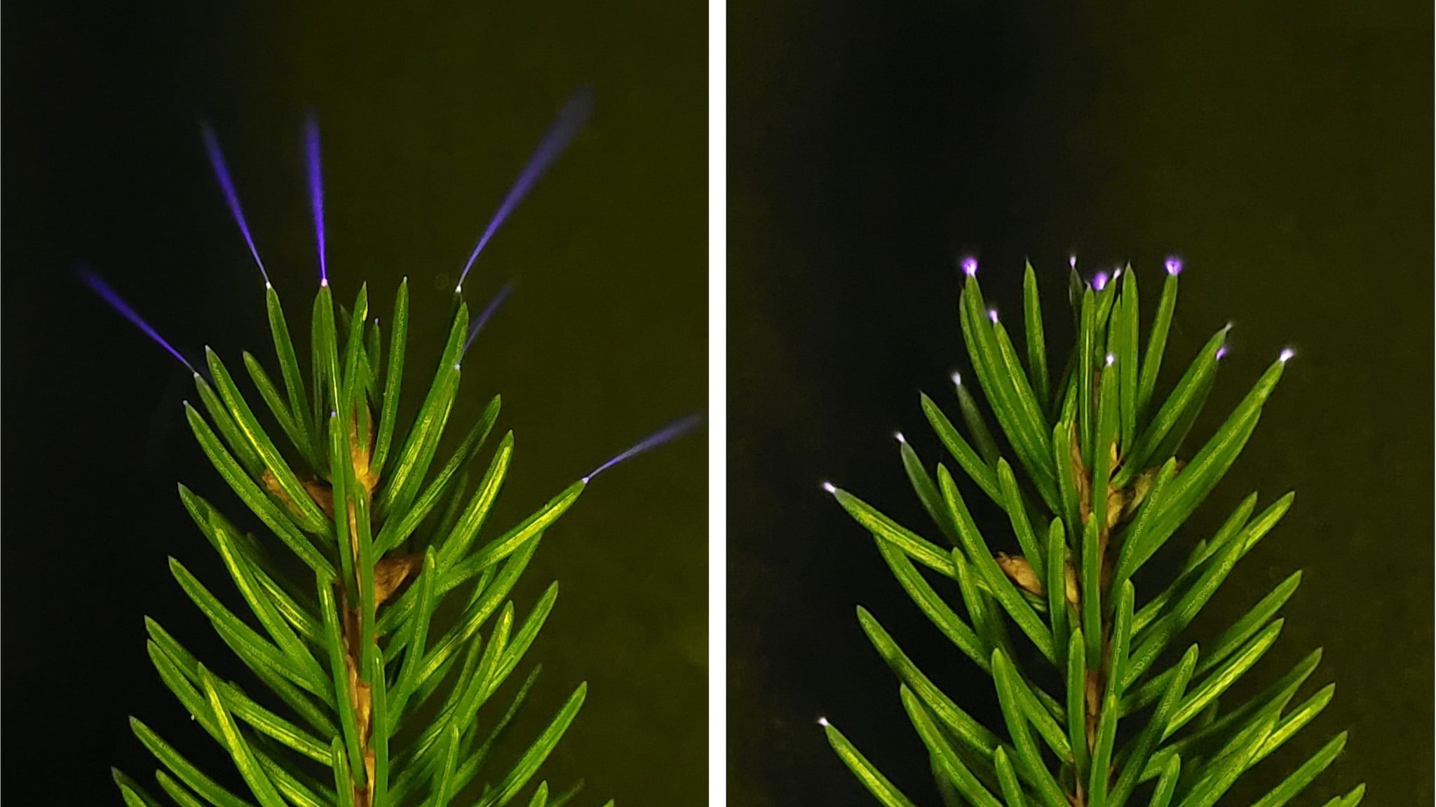 Gli alberi emettono strani bagliori blu durante i temporali: visti per la prima volta