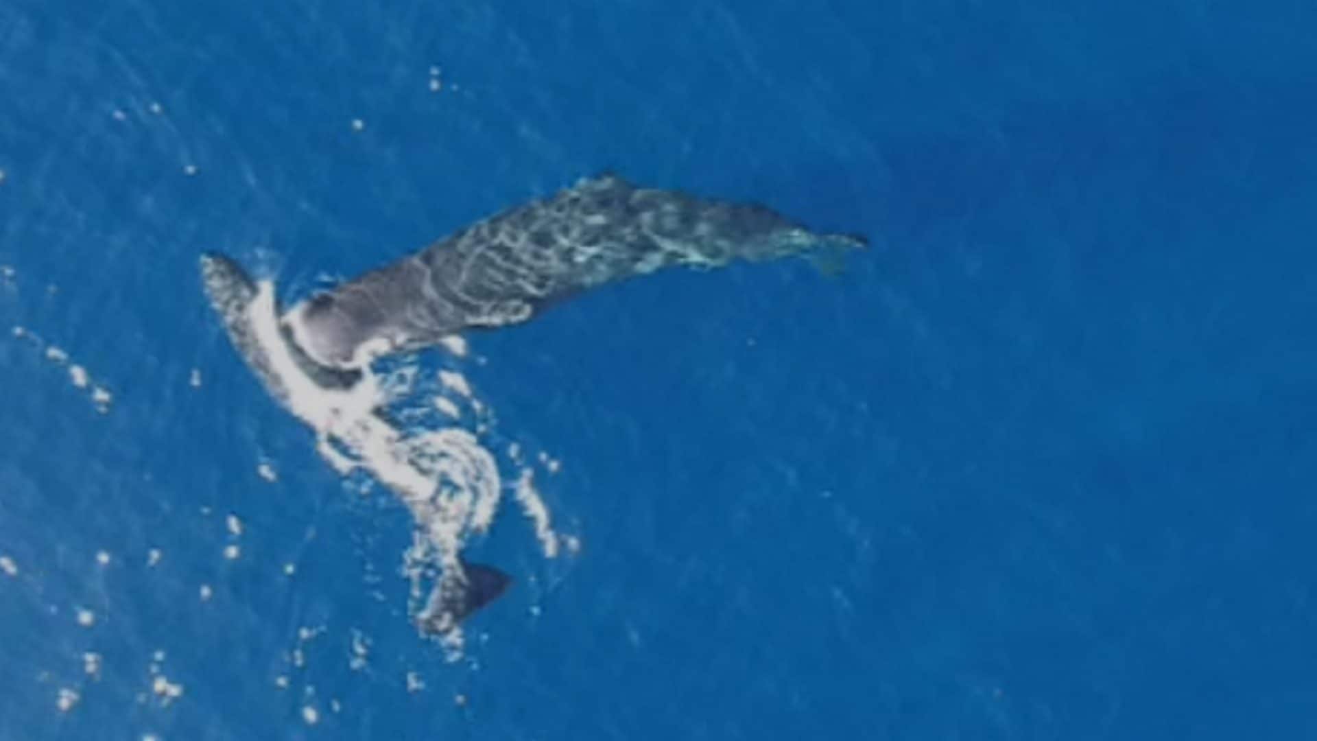 I capodogli si prendono a testate: il comportamento che ha ispirato Moby Dick ripreso in video per la prima volta