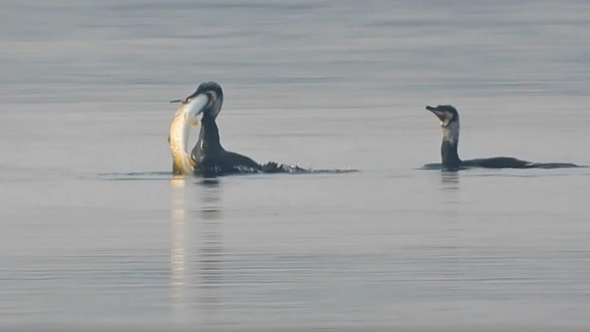 Il cormorano mentre solleva l’enorme cefalo dorato per provare a ingoiarlo. Credit: Andrea Centini
