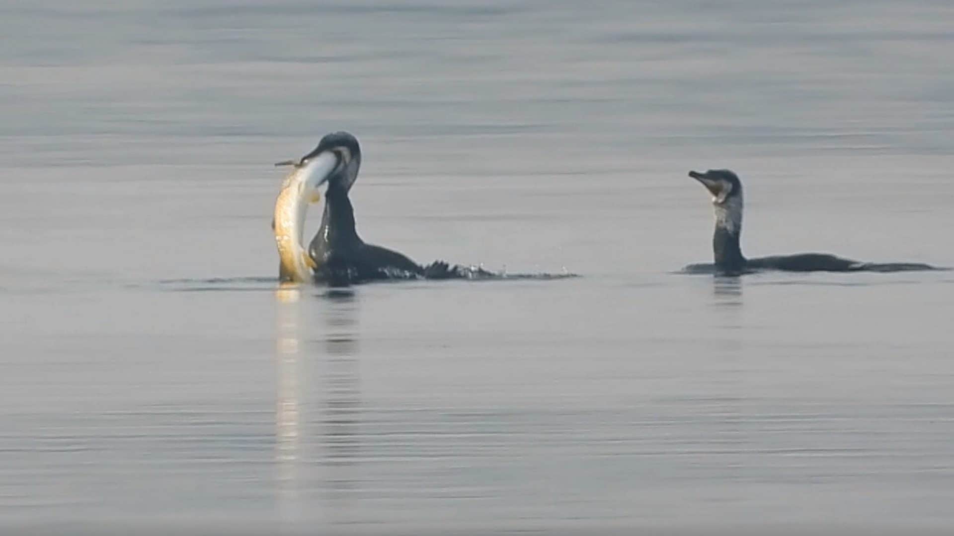 Cormorano ingoia un cefalo dorato enorme al lago di Fogliano: video e racconto della sorprendente predazione