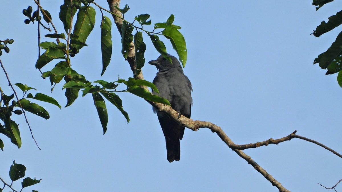 Cuckooshrike delle Sulu (Coracina guillemardi). Credit: Shareef Khaddafi Hairal
