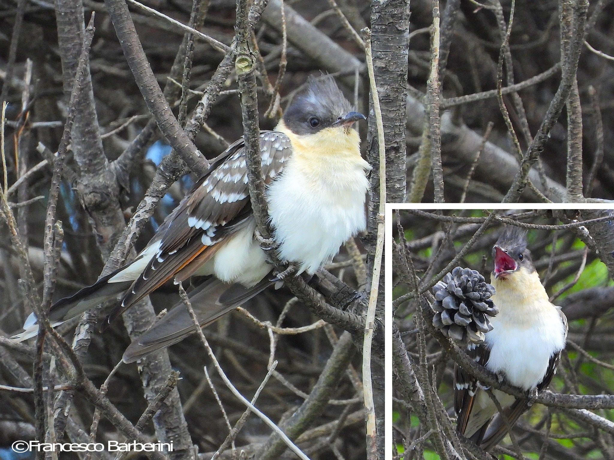 Cuculo dal ciuffo. Francesco Barberini