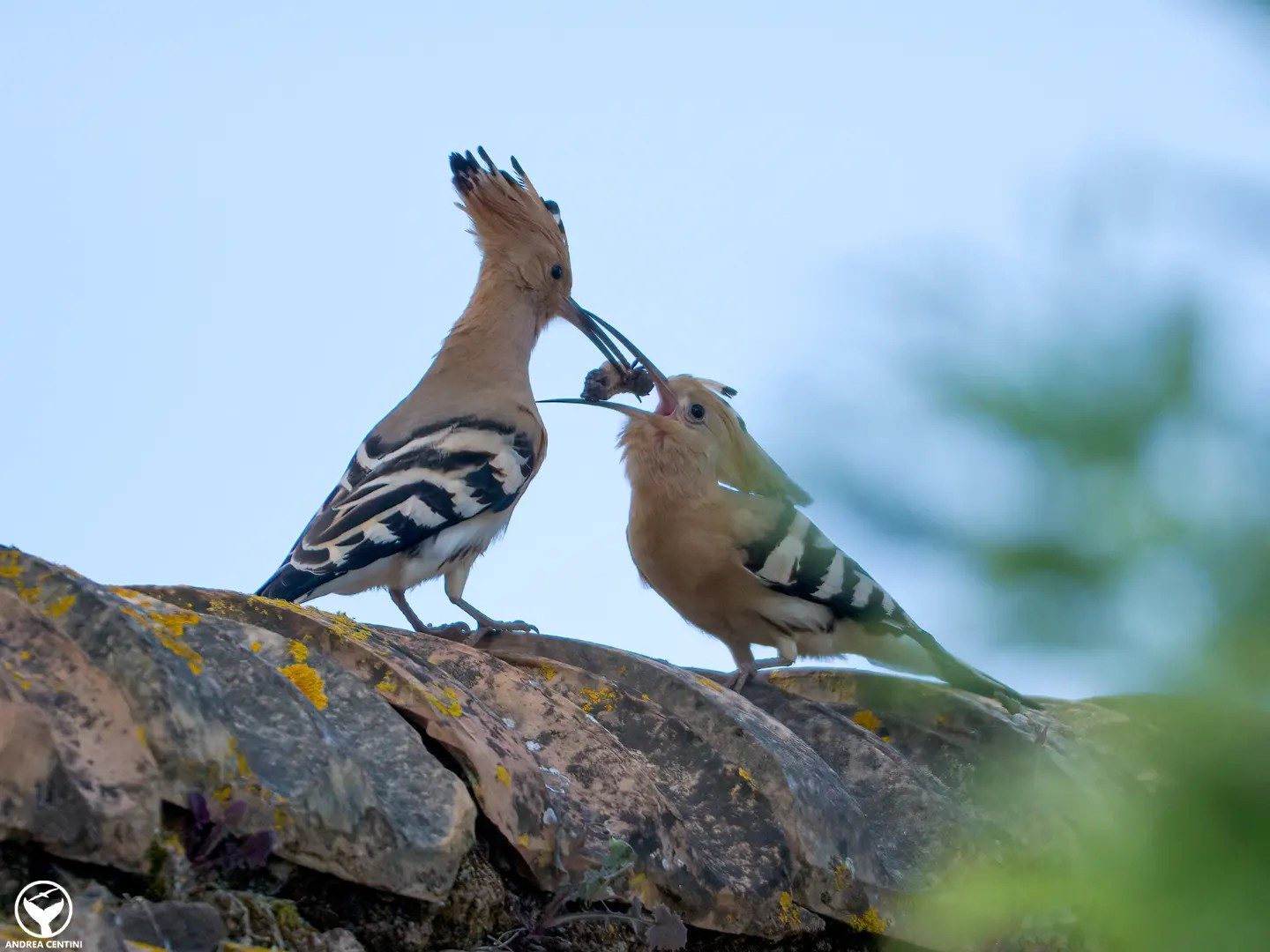 Il dono nuziale fra le upupe. Credit: Andrea Centini