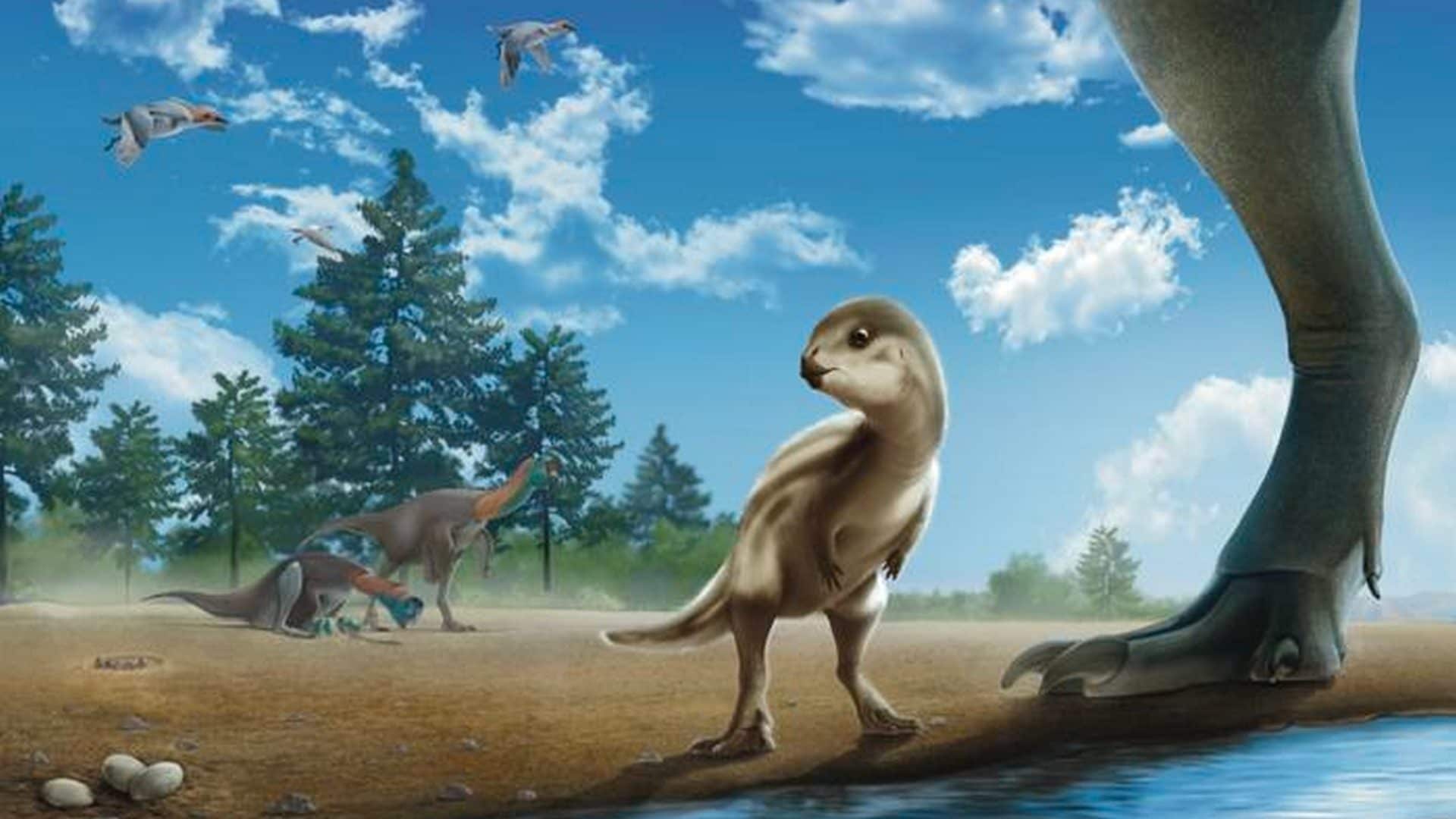 Adorabile “pulcino” di dinosauro scoperto in Corea del Sud: lo hanno chiamato Dooly, come un cartone animato