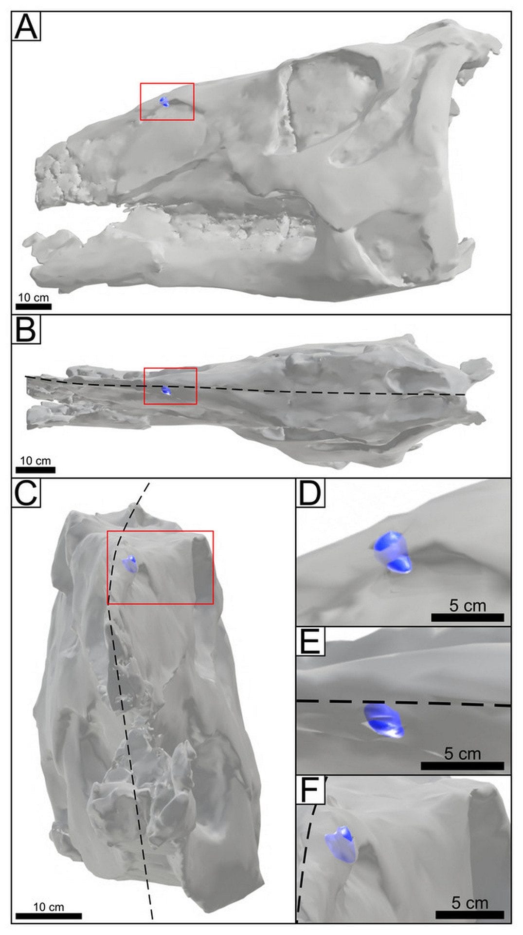 Scansione del cranio di edmontosauto con la punta del dente di T.rex (in viola) conficcato nel nasale sinistro. Credit: PeerJ