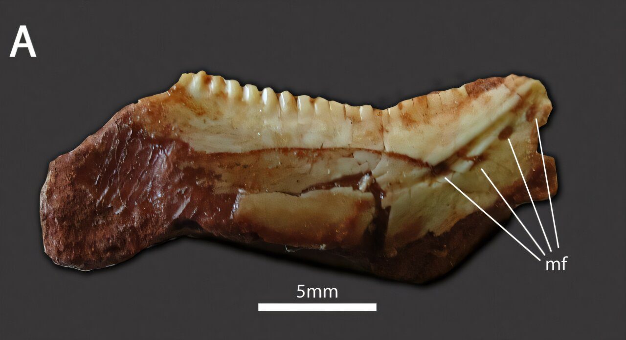 La mandibola del rincosauro. Credit: Morais et al. 2025
