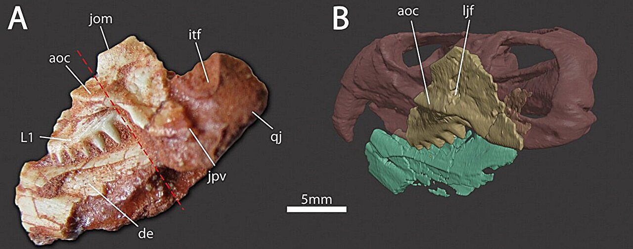 I frammenti del fossile di rincosauro. Credit: Morais et al. 2025