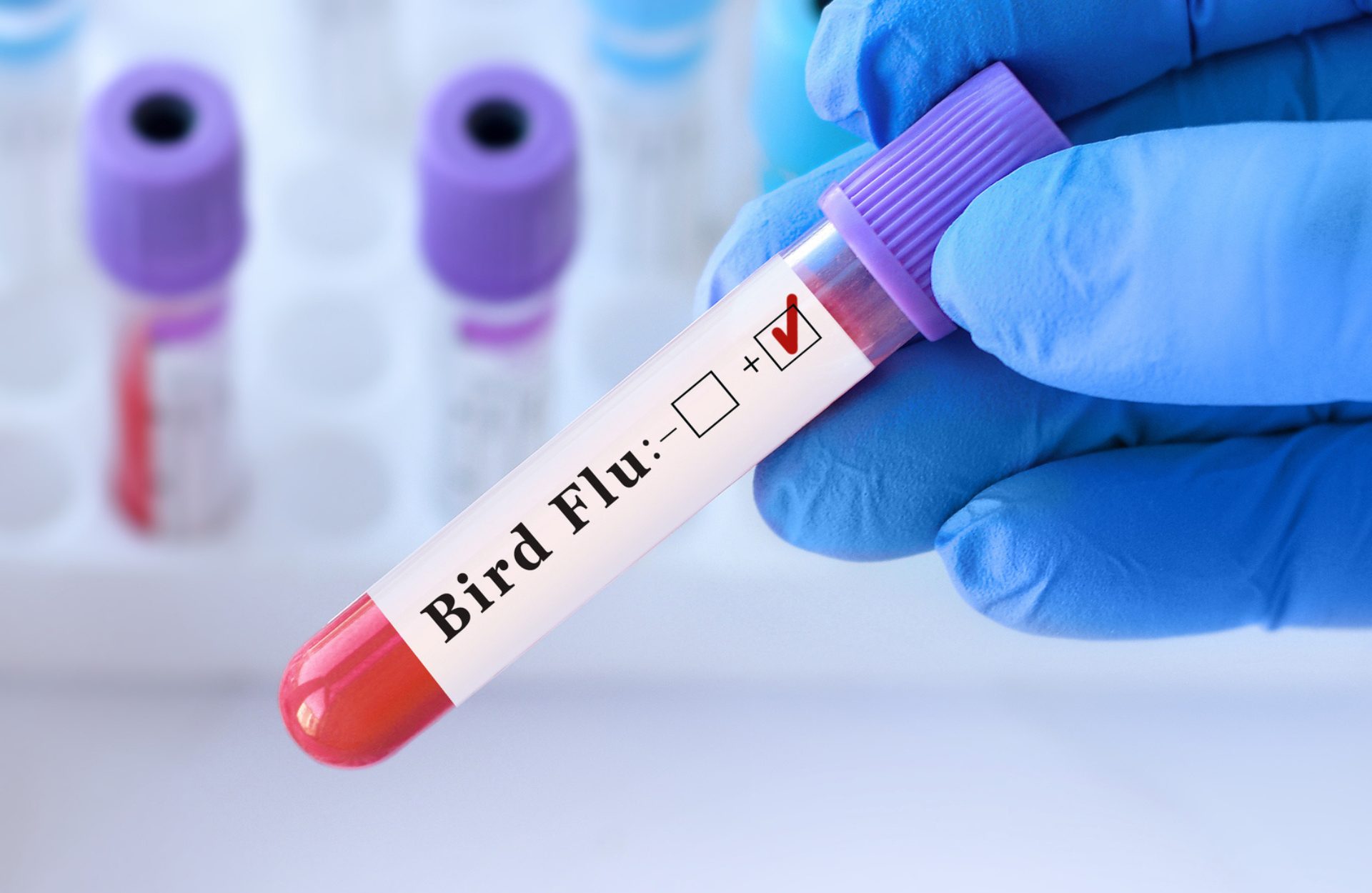 Caso di influenza aviaria H9N2 in Lombardia: come si trasmette il virus dagli animali all'uomo