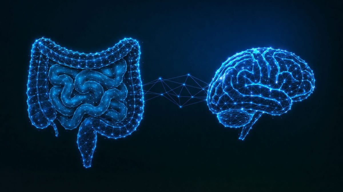 Connessione tra intestino e cervello che regola l’appetito durante un’infezione