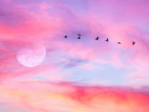 La Luna Piena Rosa di giovedì 2 aprile 2026, a che ora vederla in Italia e perché non sarà davvero rosa