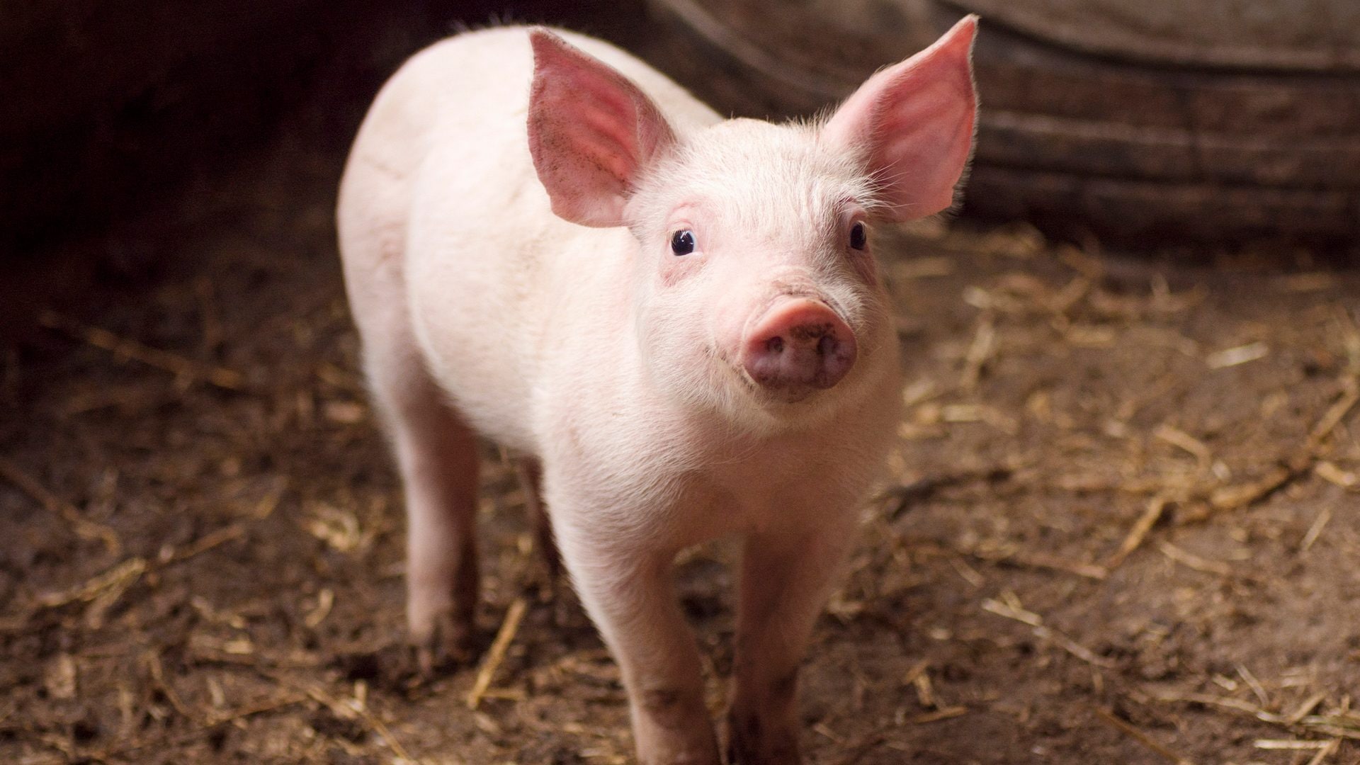 Uomo salvato dal fegato di un maiale collegato alla sua gamba: ora è in condizioni stabili