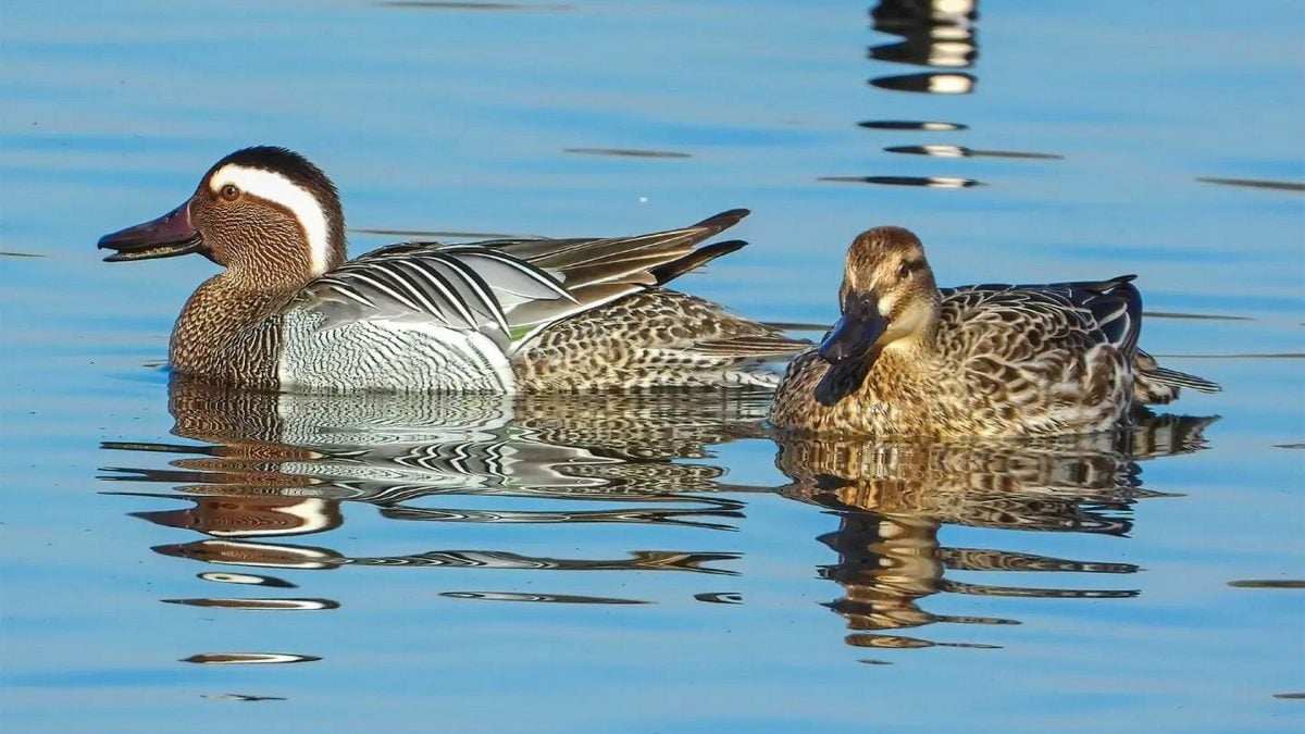 Una coppia di marzaiole. Credit: Andrea Centini