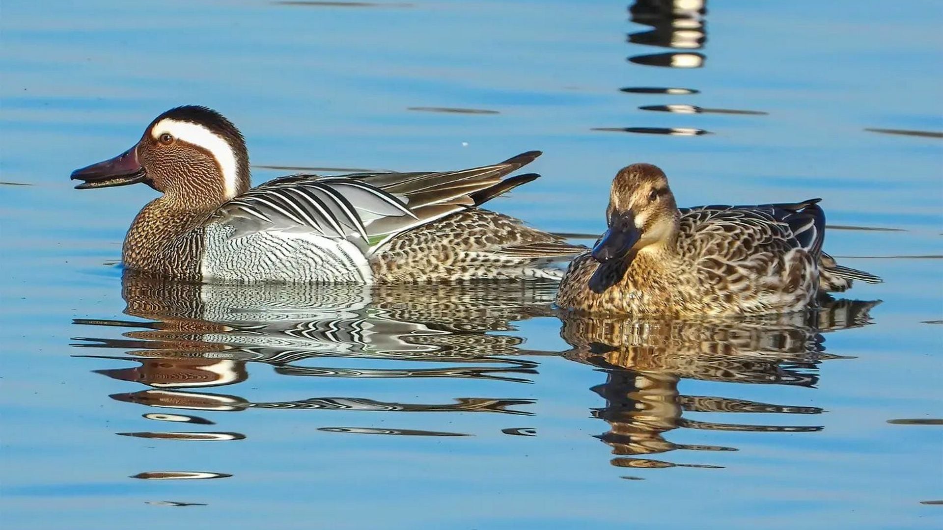 Sono arrivate le marzaiole: le foto delle bellissime anatre di marzo che annunciano la primavera