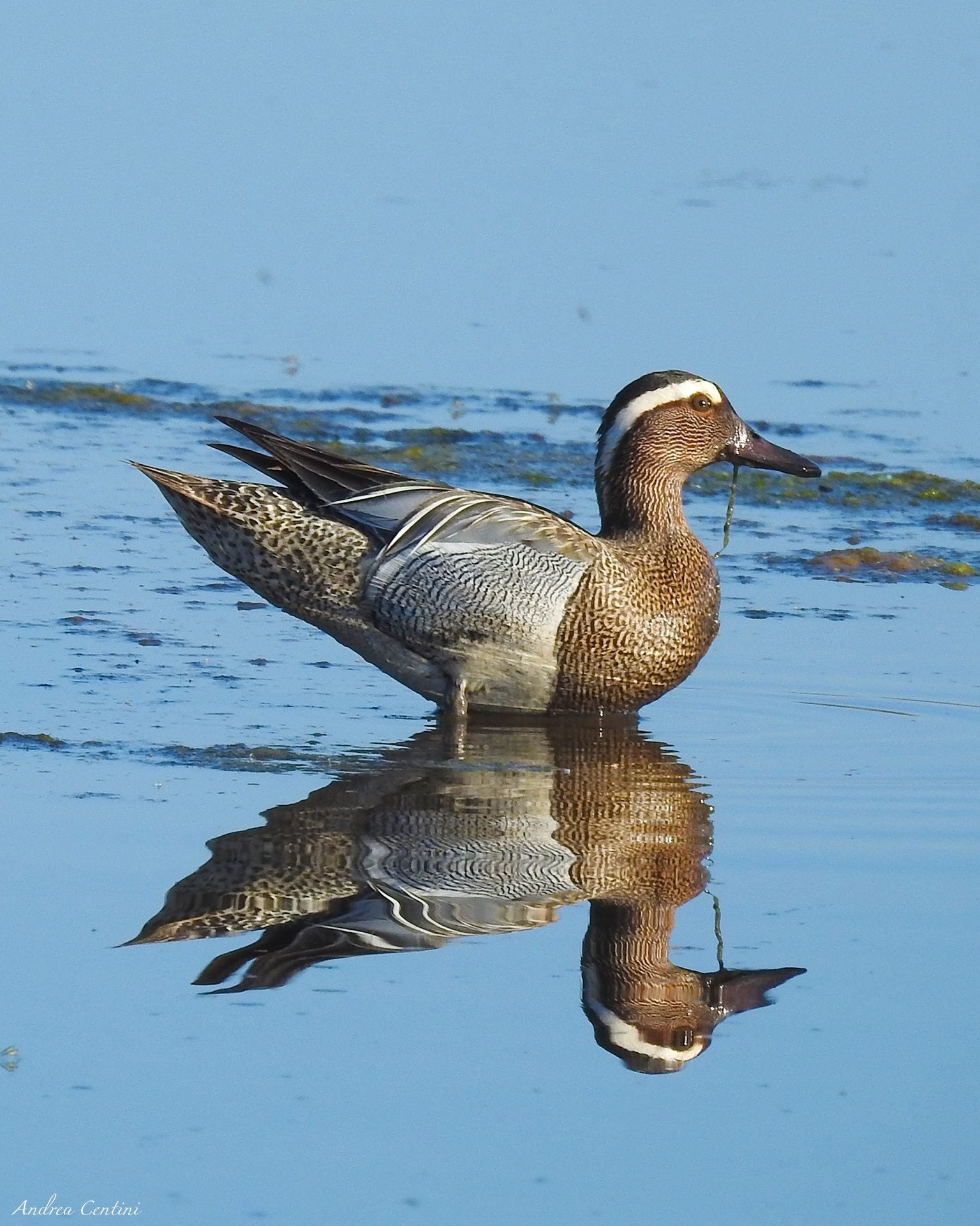 Maschio di marzaiola. Credit: Andrea Centini