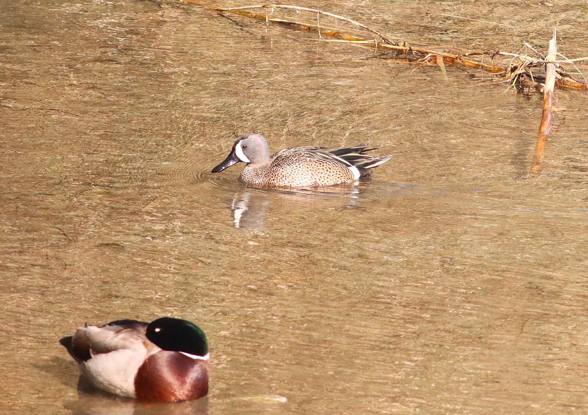 La marzaiola americana insieme a un germano reale che dorme. Credit: Gianni Lucchi