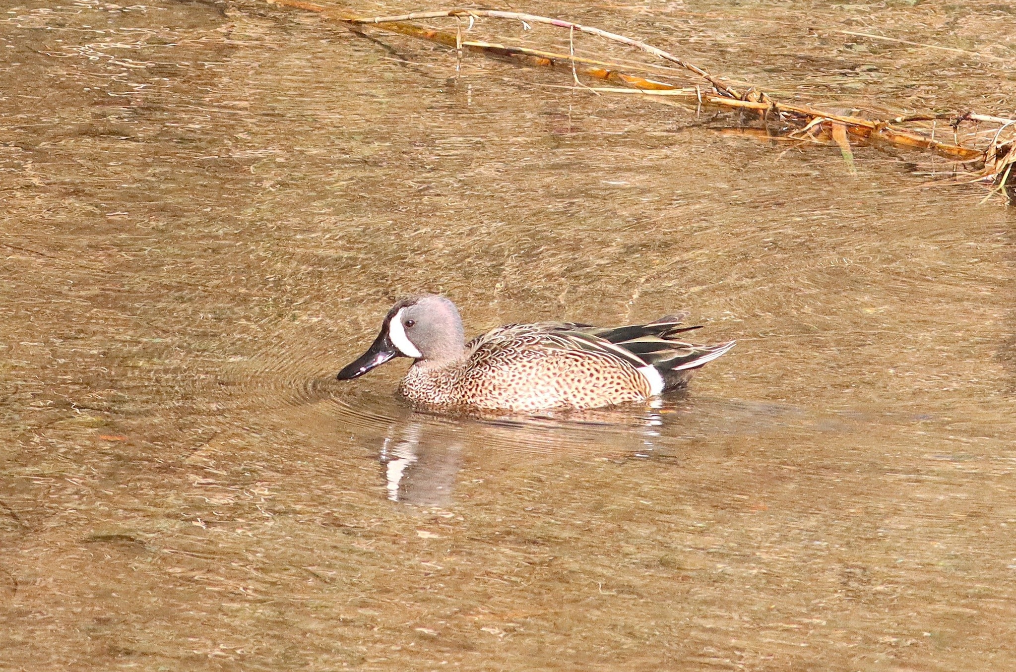 Marzaiola americana. Credit: Gianni Lucchi