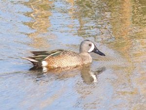 Le foto della rarissima marzaiola americana in Liguria, il fotografo: “Quinta o sesta osservazione in Italia”